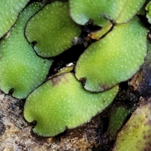 Targionia lorbeeriana at Dananbilla Nature Reserve - 7 Oct 2023