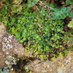 Targionia lorbeeriana at Dananbilla Nature Reserve - 7 Oct 2023