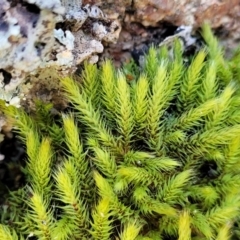 Unidentified Moss, Liverwort or Hornwort at Murringo, NSW - 7 Oct 2023 by trevorpreston