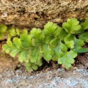 Asplenium subglandulosum at Murringo, NSW - 7 Oct 2023