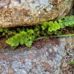 Asplenium subglandulosum at Murringo, NSW - 7 Oct 2023