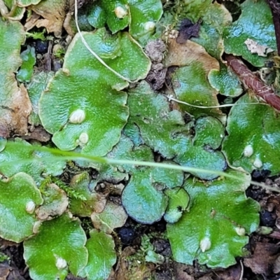 Marchantia sp. (genus) (A Liverwort) at Dananbilla Nature Reserve - 7 Oct 2023 by trevorpreston