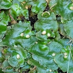 Marchantia sp. (genus) at Murringo, NSW - 7 Oct 2023