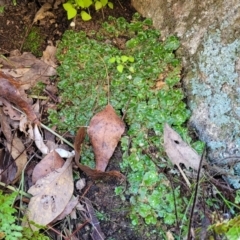 Marchantia sp. (genus) at Murringo, NSW - 7 Oct 2023