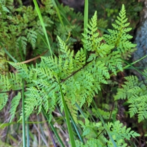 Cheilanthes austrotenuifolia at Murringo, NSW - 7 Oct 2023