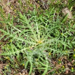 Centaurea calcitrapa at Murringo, NSW - 7 Oct 2023