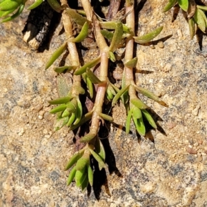 Crassula helmsii at Murringo, NSW - 7 Oct 2023 12:21 PM