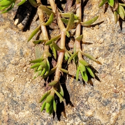 Crassula helmsii (Swamp Stonecrop) at Dananbilla Nature Reserve - 7 Oct 2023 by trevorpreston