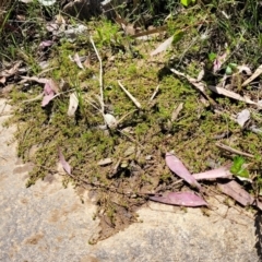 Crassula helmsii at Murringo, NSW - 7 Oct 2023 12:21 PM