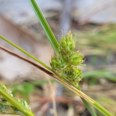 Carex inversa (Knob Sedge) at Dananbilla Nature Reserve - 7 Oct 2023 by trevorpreston