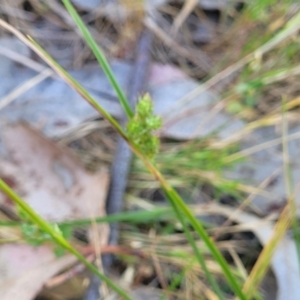 Carex inversa at Murringo, NSW - 7 Oct 2023