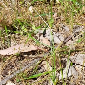 Carex inversa at Murringo, NSW - 7 Oct 2023 12:19 PM