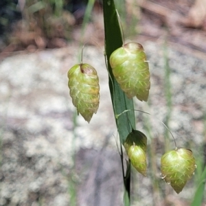 Briza maxima at Murringo, NSW - 7 Oct 2023