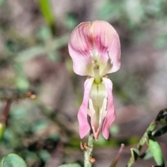 Indigofera adesmiifolia (Tick Indigo) at Murringo, NSW - 7 Oct 2023 by trevorpreston