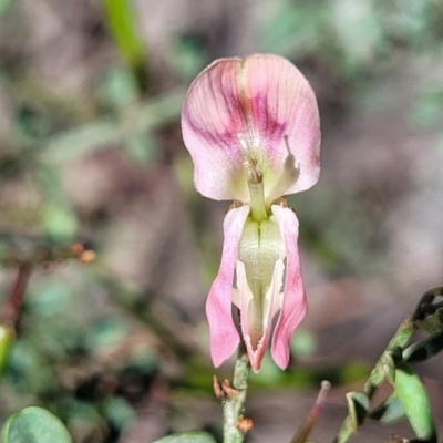 Indigofera adesmiifolia (Tick Indigo) at Dananbilla Nature Reserve - 7 Oct 2023 by trevorpreston