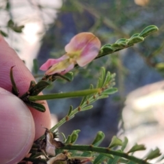 Indigofera adesmiifolia at Murringo, NSW - 7 Oct 2023 12:17 PM