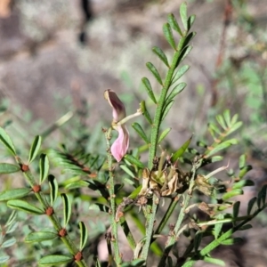 Indigofera adesmiifolia at Murringo, NSW - 7 Oct 2023