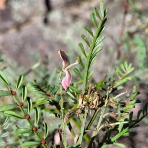 Indigofera adesmiifolia at Murringo, NSW - 7 Oct 2023 12:17 PM