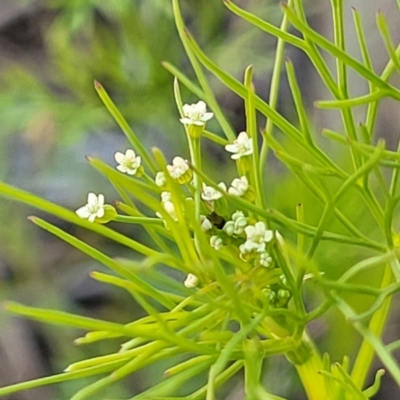 Cyclospermum leptophyllum (Slender Celery, Wild Carrot) at Dananbilla Nature Reserve - 7 Oct 2023 by trevorpreston