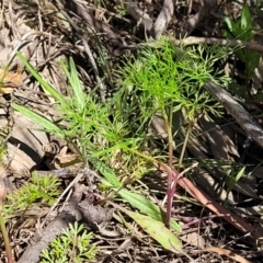 Cyclospermum leptophyllum at Murringo, NSW - 7 Oct 2023 12:14 PM