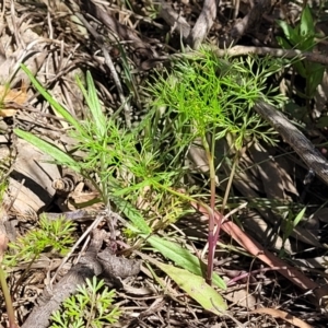 Cyclospermum leptophyllum at Murringo, NSW - 7 Oct 2023