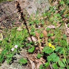 Orobanche minor (Broomrape) at Dananbilla Nature Reserve - 7 Oct 2023 by trevorpreston