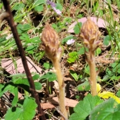 Orobanche minor at Murringo, NSW - 7 Oct 2023 12:12 PM