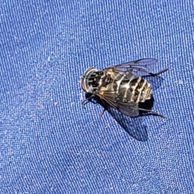 Dasybasis sp. (genus) (A march fly) at Dananbilla Nature Reserve - 7 Oct 2023 by trevorpreston