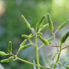 Senecio quadridentatus (Cotton Fireweed) at Dananbilla Nature Reserve - 7 Oct 2023 by trevorpreston