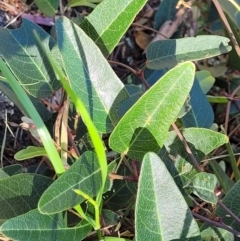 Hardenbergia violacea (False Sarsaparilla) at Dananbilla Nature Reserve - 7 Oct 2023 by trevorpreston