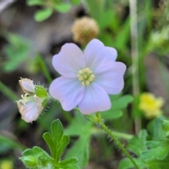 Geranium solanderi var. solanderi (Native Geranium) at Murringo, NSW - 7 Oct 2023 by trevorpreston