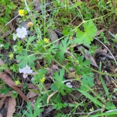 Geranium solanderi var. solanderi at Murringo, NSW - 7 Oct 2023