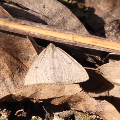 Taxeotis (genus) (Unidentified Taxeotis geometer moths) at Black Mountain NR (BMS) - 7 Oct 2023 by ConBoekel