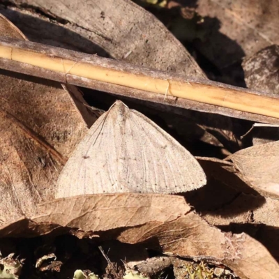 Taxeotis (genus) (Unidentified Taxeotis geometer moths) at Canberra Central, ACT - 7 Oct 2023 by ConBoekel