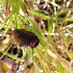 Platyzosteria melanaria (Common Eastern Litter Runner) at Murringo, NSW - 7 Oct 2023 by trevorpreston