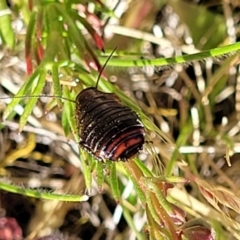 Platyzosteria melanaria at Dananbilla Nature Reserve - 7 Oct 2023 11:49 AM