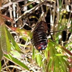 Platyzosteria melanaria at Dananbilla Nature Reserve - 7 Oct 2023 11:49 AM