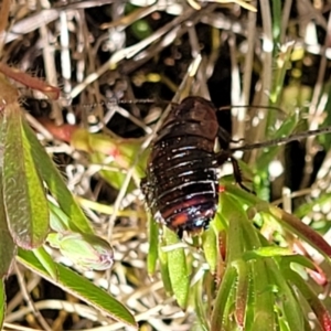 Platyzosteria melanaria at Dananbilla Nature Reserve - 7 Oct 2023 11:49 AM