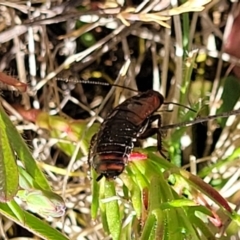 Platyzosteria melanaria at Dananbilla Nature Reserve - 7 Oct 2023 11:49 AM