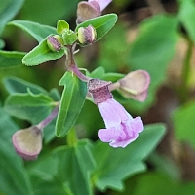 Scutellaria humilis (Dwarf Skullcap) at Dananbilla Nature Reserve - 7 Oct 2023 by trevorpreston