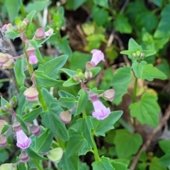 Scutellaria humilis at Murringo, NSW - 7 Oct 2023