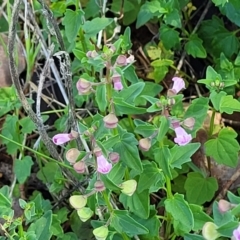 Scutellaria humilis at Murringo, NSW - 7 Oct 2023