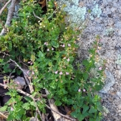 Scutellaria humilis at Murringo, NSW - 7 Oct 2023