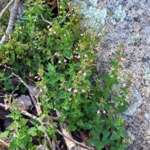 Scutellaria humilis at Murringo, NSW - 7 Oct 2023