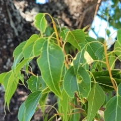 Brachychiton populneus (Kurrajong) at Dananbilla Nature Reserve - 7 Oct 2023 by trevorpreston