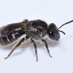 Lasioglossum (Chilalictus) sp. (genus & subgenus) (Halictid bee) at QPRC LGA - 7 Oct 2023 by DianneClarke