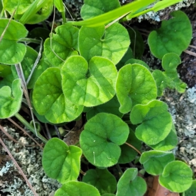 Dichondra repens (Kidney Weed) at Dananbilla Nature Reserve - 7 Oct 2023 by trevorpreston