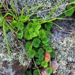 Dichondra repens at Murringo, NSW - 7 Oct 2023 11:44 AM