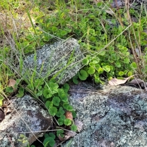 Dichondra repens at Murringo, NSW - 7 Oct 2023 11:44 AM