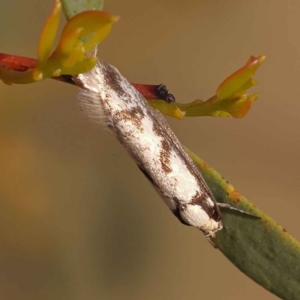 Eusemocosma pruinosa at Canberra Central, ACT - 7 Oct 2023